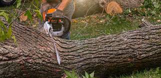 Best Emergency Tree Removal  in Inverness, CA